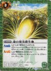 BS24-090 C 命の果実群生地