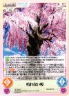 枯れない桜