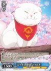  AYT/W110-080 U ごちそう発見 シロガネ 