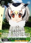 KMN/W51-052 C 博士 アフリカオオコノハズク 
