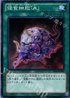  DE01-JP060 N 侵食細胞「A」 