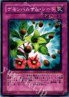  PTDN-JP065 N デモンバルサム・シード 