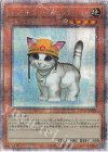  QCAC-JP006 QCSE レスキューキャット 
