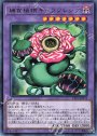 R 捕食植物キメラフレシア