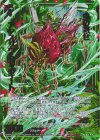  IG01-019 NH 虫の報せ アンスリウムモスキート(ホロ) 